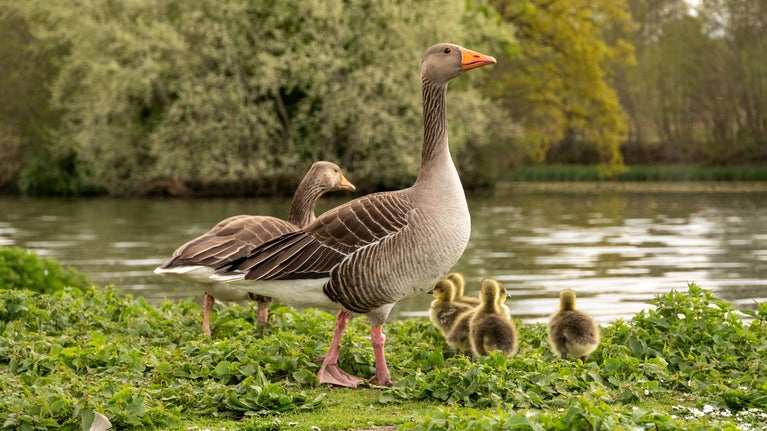 Geese & goslings in the Pleasure Grounds